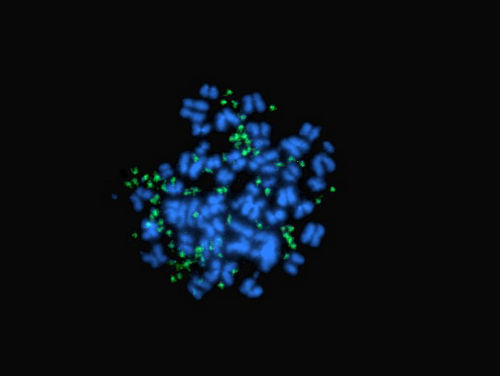 image of cell