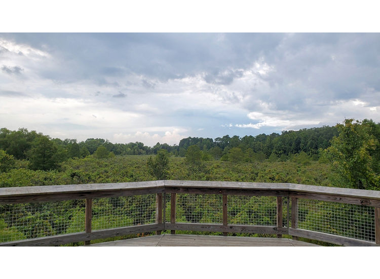 Viewing platform at Robbins Halle Park overlooking trees.