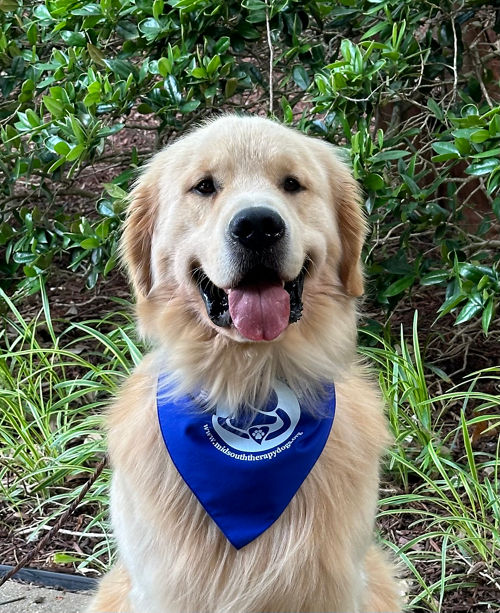 Golden retriever