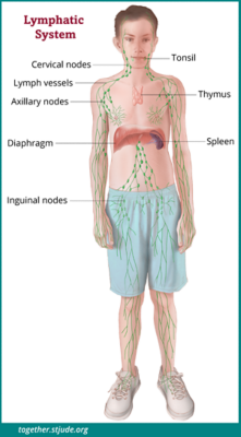 shotty lymph nodes children